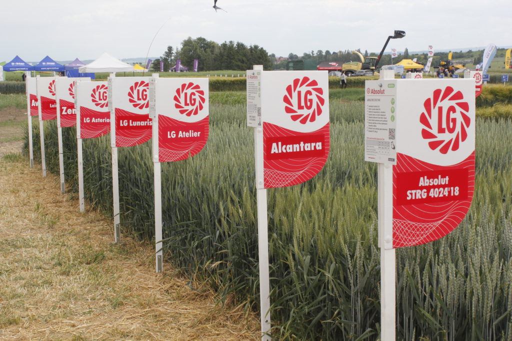 Společnost Limagrain ukázala kromě jiného i tři čerstvě registrované odrůdy pšenice Foto David Bouma