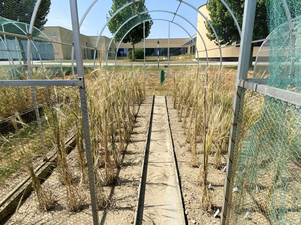 Olomoučtí vědci pěstují i divokou dipoidní pšenici Triticum monococcum var. boeticum z Libanonu