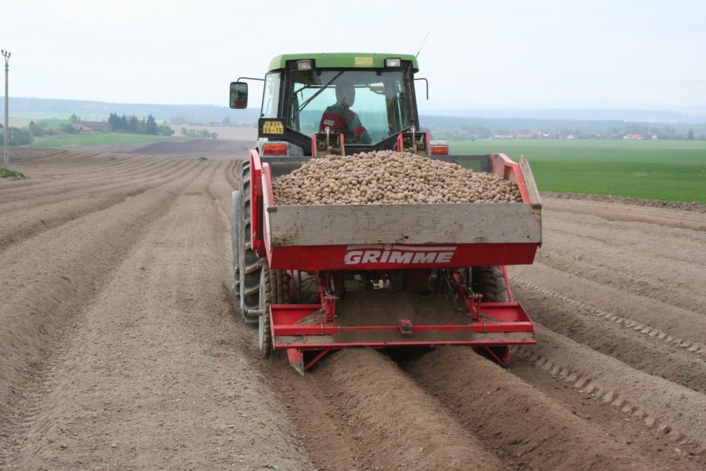 Čeští zemědělci letos zasázeli brambory na menší ploše než vloni