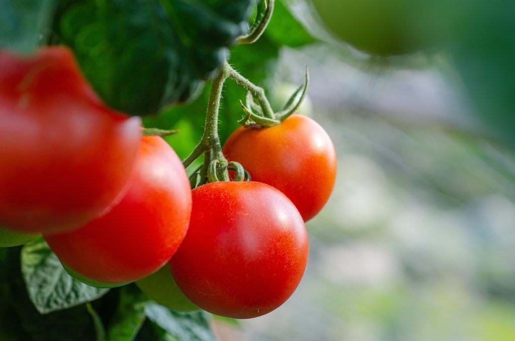 I rajčata mohou být odolnější vůči suchu