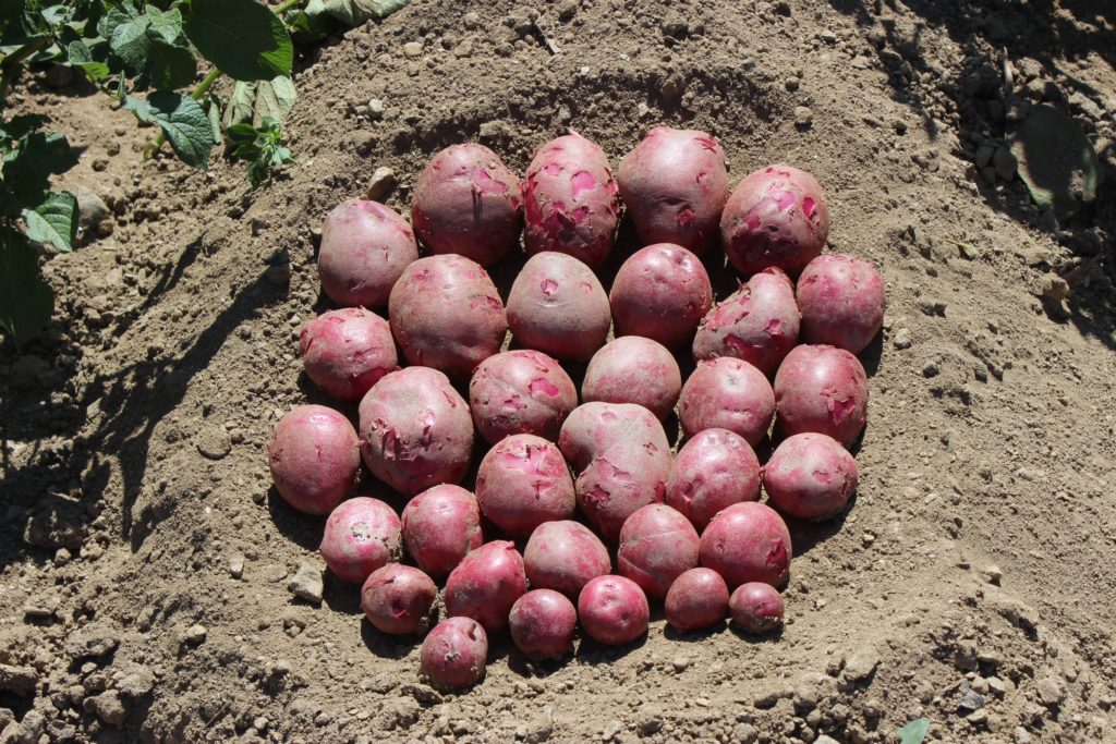 Cibared, první odrůda registrovaná v Čechách s červenou dužninou