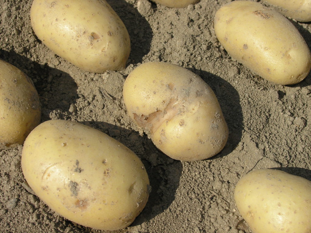 Obyčejný bramborový škrob může fungovat jako mimořádné pojivo, které po smíchání s imitací prachu z Marsu vede ke vzniku materiálu, jenž je podobný betonu
