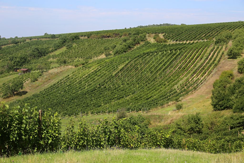 Všech deset hektarů vinic mají Válkovi sice v prvotřídních viničních tratích, avšak leží na svažitých, až 20o pozemcích